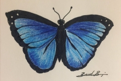29_Butterfly