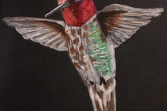 19-Hummingbird
