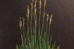 21-Grass