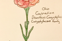 24_Carnation-OH