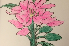 25_Coast_Rhododendron-WA
