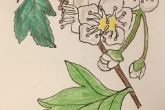 30_WhiteHawthornBlossom-MO