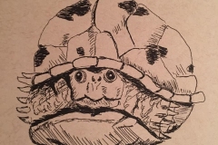 11