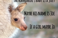 12-BabyAnimal