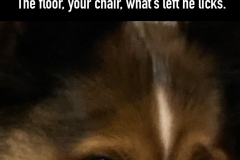 Louie