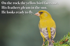 Yellow Bird