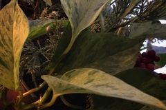 21_Green