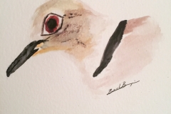 8-Dove
