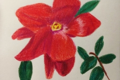 15_Rose