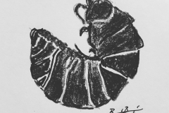 12_Insect