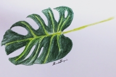 15_Monstera Leaf