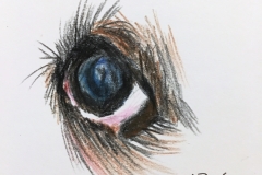 18_Eye_Dog