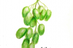 21_Grapes
