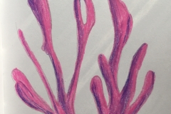 3_Coral