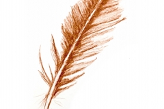 6_Feather