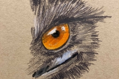 Day2_Eye-Bird