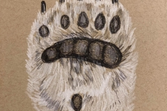 Day8-Paw
