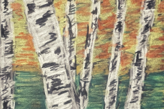 Birch-Forest
