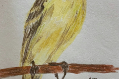 Canary