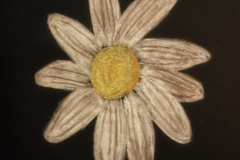 Daisy