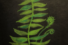 Fern