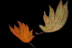 Leaves