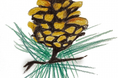 Pinecone