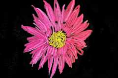 PinkBloom