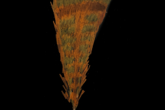 TurkeyFeather