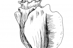 EDIM22