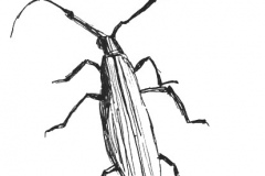 Bug