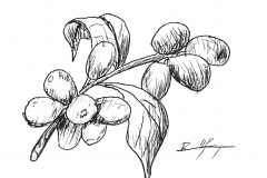 Fruit