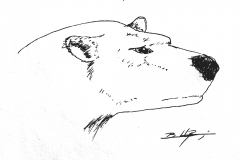 Polar-Bear