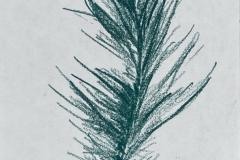 33-Feather