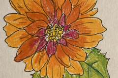 35-Dahlia