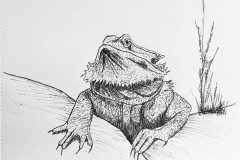 12-Dragon
