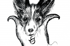 BadDog