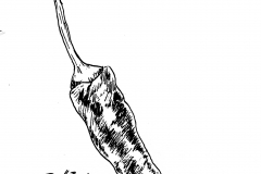 12-Spicy