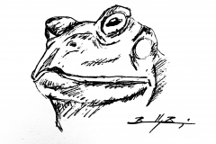8-Toad