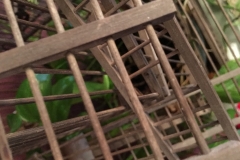 12_Cage