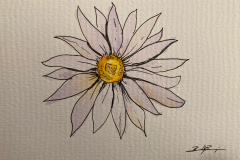 21-Daisy