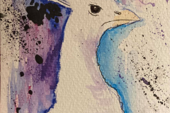 28-Peacock