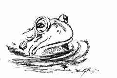 1_Frog