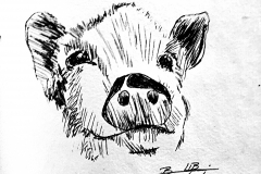 1_Pig