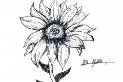 1_Sunflower