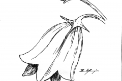 BellFlower
