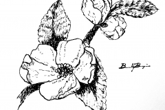 Blossom