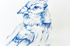 Bluejay
