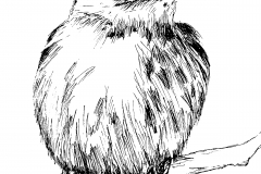 Chunky_Birdie
