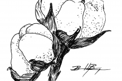 Cotton